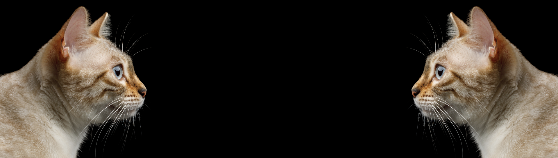 blog-featured-bogus-and-autobogus.png